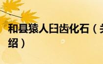 和县猿人臼齿化石（关于和县猿人臼齿化石介绍）