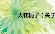 大花栀子（关于大花栀子简介）