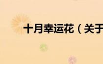 十月幸运花（关于十月幸运花简介）