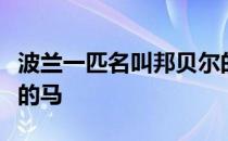 波兰一匹名叫邦贝尔的马被认定为世界上最小的马