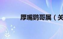 厚嘴鹦哥属（关于厚嘴鹦哥属）