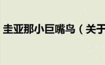 圭亚那小巨嘴鸟（关于圭亚那小巨嘴鸟简介）
