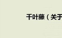 千叶藤（关于千叶藤简介）