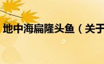 地中海扁隆头鱼（关于地中海扁隆头鱼简介）
