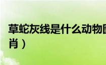 草蛇灰线是什么动物图片（草蛇灰线是什么生肖）
