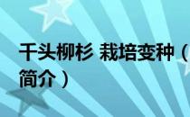 千头柳杉 栽培变种（关于千头柳杉 栽培变种简介）