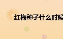 红梅种子什么时候成熟（红梅种子）