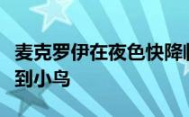 麦克罗伊在夜色快降临的时候在最后一个洞抓到小鸟