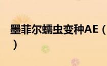 墨菲尔蠕虫变种AE（关于墨菲尔蠕虫变种AE）