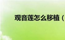 观音莲怎么移植（观音莲怎么繁殖）