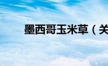墨西哥玉米草（关于墨西哥玉米草）
