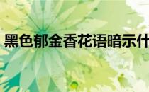 黑色郁金香花语暗示什么（黑色郁金香花语）