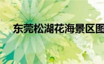 东莞松湖花海景区图片（东莞松湖花海）