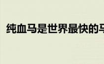 纯血马是世界最快的马种也是最名贵的马种