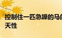 控制住一匹急躁的马的关键是理解并利用马的天性