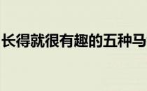 长得就很有趣的五种马看看你最喜欢哪一种呢