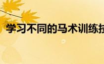 学习不同的马术训练技巧增长见识开拓眼界