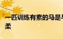 一匹训练有素的马是与骑手的手的联系非常轻柔