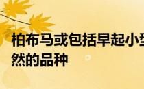 柏布马或包括早起小型马等品种可以作为是天然的品种