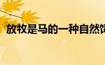 放牧是马的一种自然饲养方法草是自然食物