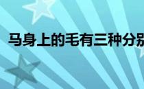 马身上的毛有三种分别是被毛保护毛和触毛