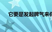 它要是发起脾气来你以为真能犟得过它