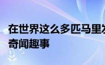 在世界这么多匹马里发生过许许多多关于马的奇闻趣事