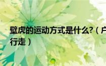 壁虎的运动方式是什么?（户外时尚健身运动：像壁虎那样行走）