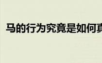 马的行为究竟是如何真的受到天气的影响呢