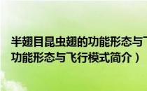 半翅目昆虫翅的功能形态与飞行模式（关于半翅目昆虫翅的功能形态与飞行模式简介）