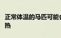 正常体温的马匹可能会因为训练而蹄部稍有发热