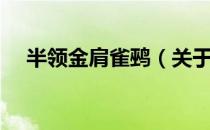 半领金肩雀鹀（关于半领金肩雀鹀简介）