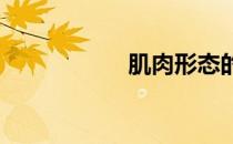 肌肉形态的影响因素