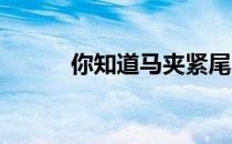 你知道马夹紧尾巴意味着什么吗