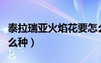 泰拉瑞亚火焰花要怎么种（泰拉瑞亚火焰花怎么种）