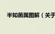 半知菌属图解（关于半知菌属图解简介）