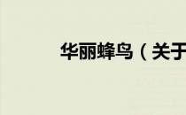 华丽蜂鸟（关于华丽蜂鸟简介）