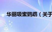 华丽吸蜜鹦鹉（关于华丽吸蜜鹦鹉简介）