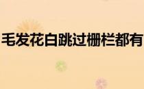 毛发花白跳过栅栏都有困难世界上最年长的马