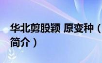 华北剪股颖 原变种（关于华北剪股颖 原变种简介）