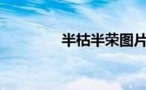 半枯半荣图片（半枯半荣）