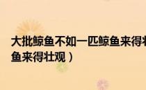 大批鲸鱼不如一匹鲸鱼来得壮观（关于大批鲸鱼不如一匹鲸鱼来得壮观）