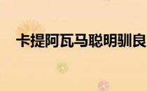 卡提阿瓦马聪明驯良富有活力又吃苦耐劳