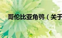 哥伦比亚角鸮（关于哥伦比亚角鸮介绍）
