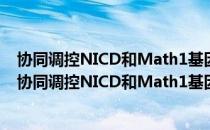 协同调控NICD和Math1基因促进内耳毛细胞的再生（关于协同调控NICD和Math1基因促进内耳毛细胞的再生简介）