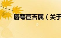 唇萼苣苔属（关于唇萼苣苔属介绍）