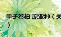 单子卷柏 原亚种（关于单子卷柏 原亚种简介）