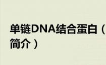 单链DNA结合蛋白（关于单链DNA结合蛋白简介）