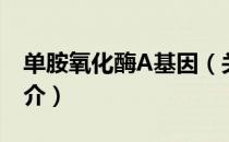 单胺氧化酶A基因（关于单胺氧化酶A基因简介）