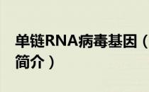 单链RNA病毒基因（关于单链RNA病毒基因简介）